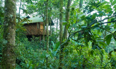 Baumhaus im La Tigra Rainforest umgeben von üppiger Natur