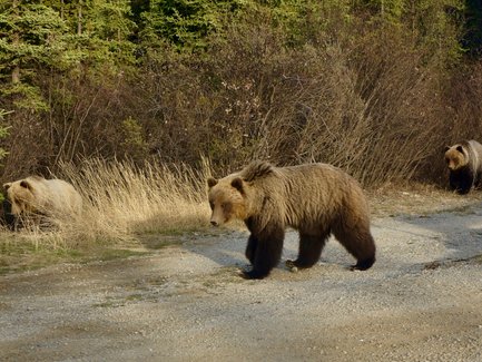 Eine Familie von Bären wandert entlang eines Schotterwegs, umgeben von hohem Gras und dichten Büschen im Hintergrund.