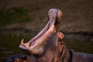 Ein Nilpferd mit weit geöffnetem Maul zeigt seine großen Zähne, während es im Wasser steht und spritzt.