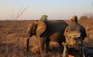 Ein Elefant steht in der Savanne, während ein Mann auf einem Geländewagen sitzt und die Szene beobachtet.