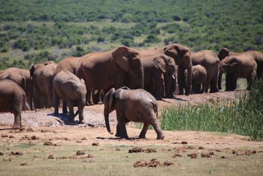 Elefantenherde im Addo Nationalpark, die gemeinsam in der grünen Landschaft frisst – Garden Route mit Kindern