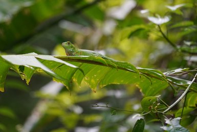 Nahaufnahme eines grünen Leguans im Manuel Antonio Nationalpark – Costa Rica Familienreise