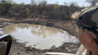Nashörner am Wasserloch von Makutsi - Südafrika mit Kindern