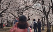 Mädchen betrachtet die Pracht der Kirschblüten - Südkorea for family - Südkorea mit Kindern