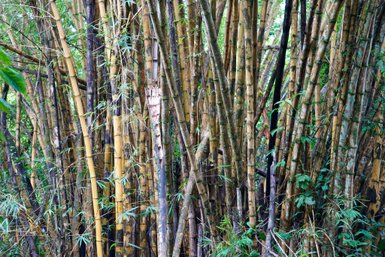 Dichte Bambuspflanzen im Manuel Antonio Nationalpark – Costa Rica Familienreise