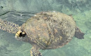 Eine Meeresschildkröte schwimmt ruhig im klaren Wasser, ihre Schuppen glänzen im Sonnenlicht.