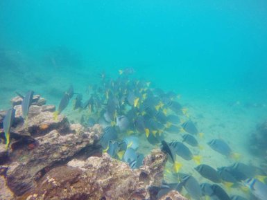 Eine große Schule von bunten Fischen schwimmt um einen Korallenblock in klarem, blauem Wasser.