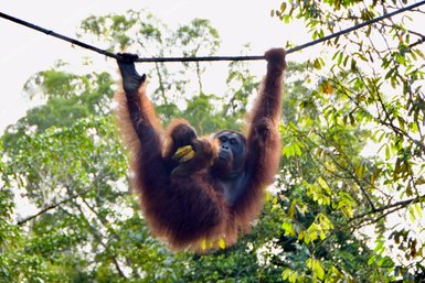 Ein Orang-Utan im Semenggoh Wildlife Center isst genüsslich Bananen – Malaysia & Borneo Familienreise