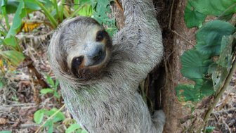 Faultier hängt entspannt an einem Ast im tropischen Regenwald – Costa Rica Familienreise