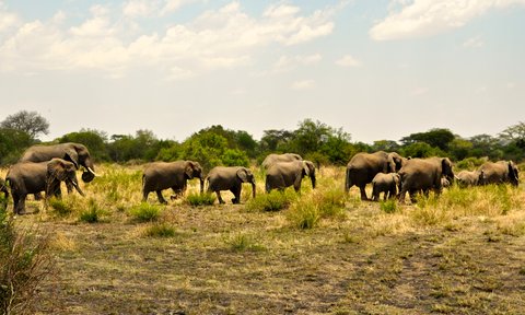 Gruppe von Elefanten durchstreift die saftig grüne Savanne – Tansania Reise mit Kindern