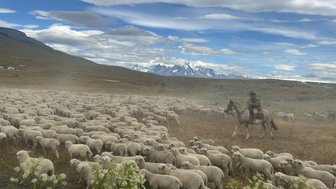 Eine große Schafherde bewegt sich über eine weite, grüne Wiese, während ein Reiter sie mit seinem Pferd führt.