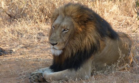 Ein Löwe sitzt ruhig des Makutsi Game Reserve – Südafrika Familienreise