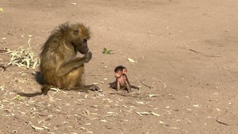 Ein Pavian sitzt entspannt auf dem Boden, während ein kleines Baby-Pavian neugierig daneben steht und die Umgebung beobachtet.