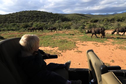 Kind sitzt gespannt im Jeep und beobachtet Hausbüffel auf Safari in der Buffelsdrift Game Lodge – Garden Route Familienreise