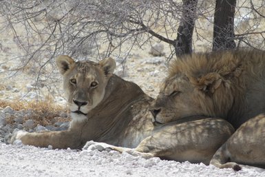 Zwei Löwen liegen entspannt im Schatten eines Baumes - Namibia mit Kindern