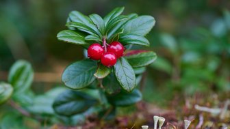 Eine Gruppe leuchtend roter Beeren wächst auf einem kleinen Strauch, umgeben von saftigem, grünem Laub.