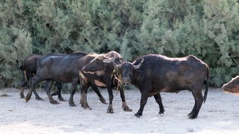 Büffel im Naturschutzgebiet - Jordanien Familienurlaub