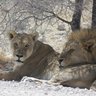 Zwei Löwen liegen entspannt im Schatten eines Baumes - Namibia mit Kindern