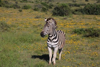 Zebra steht in grüner Landschaft mit gelben Blumen im Addo Nationalpark – Garden Route mit Kindern