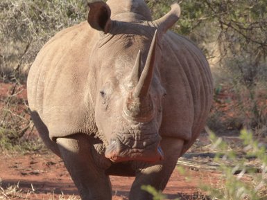 Nashorn mit mächtigem Körperbau in der offenen Landschaft Südafrikas – Südafrika mit Kindern