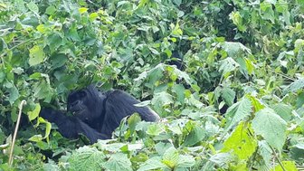 Ein Gorilla versteckt sich zwischen dichten grünen Blättern, während er genüsslich an Pflanzen knabbert.