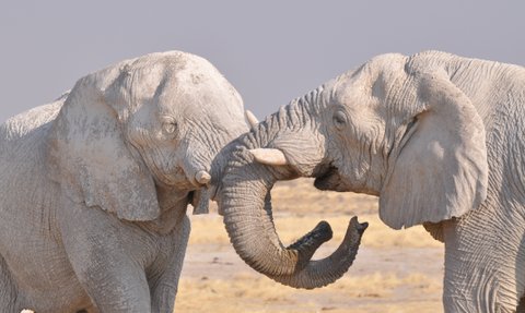 Zwei Elefanten berühren sich spielerisch mit den Rüsseln - Namibia Rundreise mit Kindern
