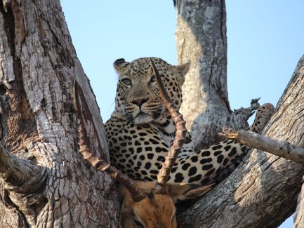 Ein Leopard liegt mit seiner Beute auf einem Baum im Kruger-Nationalpark – Südafrika Familienreise