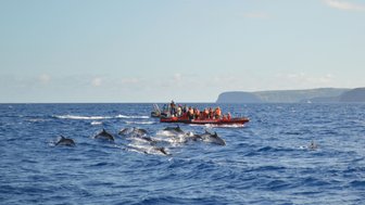 Eine Gruppe von Touristen beobachtet spielende Delfine in den Wellen des Ozeans, während ein Boot in der Nähe fährt.