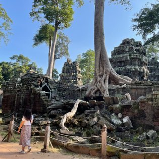 Wurzelbaum umschlingt die Ruinen von Angkor Wat – Kambodscha Familienreise