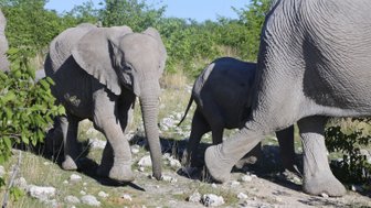 Eine Elefantenmutter läuft mit ihren zwei Jungtieren über Steine - Namibia Familienurlaub