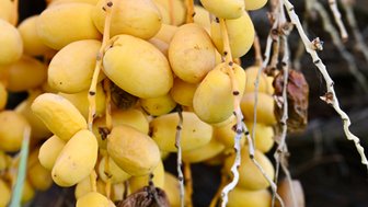 Raue Datteln in Al Hamra – Oman Reise mit Kindern