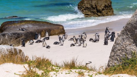 Pinguine am Boulders Beach spielen zwischen den runden Granitfelsen – Garden Route Familienreise