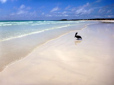 Ein Pelikan steht allein am Ufer eines ruhigen Strandes, während sanfte Wellen an den weißen Sand schlagen.