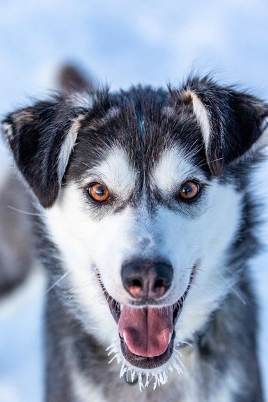 Ein fröhlicher Hund mit eisigen Bartspitzen lächelt in die Kamera, umgeben von schneebedecktem Boden.