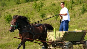 Ein junger Mann lenkt ein Pferd, das einen Wagen über eine grüne Wiese zieht, während die Sonne scheint.