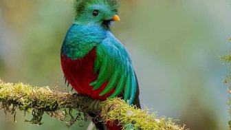 Ein auffallend gefärbter Quetzal sitzt auf einem moosbedeckten Ast, umgeben von einem sanften, verschwommenen Hintergrund der Natur.