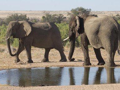 Zwei Elefanten gehen gemächlich am Wasserloch entlang, während die Sonne über der afrikanischen Landschaft scheint.