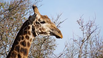 Neugieriger Giraffenkopf ragt über das Buschland – Südafrika Reise mit Kindern