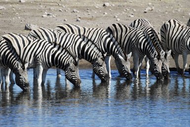 Mehrere Zebras trinken gemeinsam an einem Wasserloch – Garden Route Reise mit Kindern