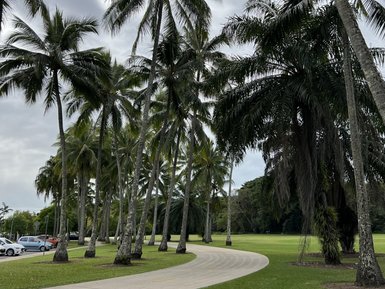 Eine peitschende Allee von Palmen umrahmt einen gewundenen Weg, der durch eine grüne Wiese führt und unter grauem Himmel verläuft.