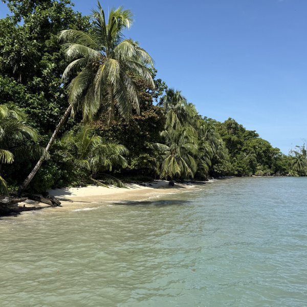 Ein ruhiger Strand mit sanften Wellen, umgeben von üppigem Grün und hohen Palmen, unter einem strahlend blauen Himmel.