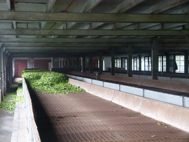 Teeblätter liegen zur Verarbeitung in einer Teefabrik in Nuwara Eliya bereit – Sri Lanka Familienreise