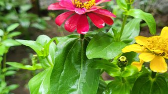Schmetterling sitzt auf einer Blume im EcoCentro Danaus in Alajuela – Costa Rica Reise mit Kindern