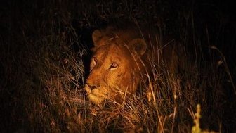 Ein Löwe liegt im hohen Gras und beobachtet aufmerksam seine Umgebung in der Dunkelheit der Nacht.