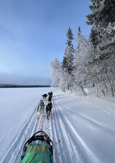 Eine Hundeschlittenfahrt durch eine verschneite Landschaft mit schneebedeckten Bäumen und klarem Himmel im Hintergrund.