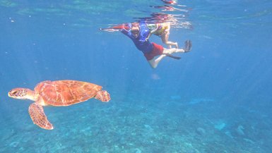 Unterwasseraufnahme einer Schildkröte beim Schnorcheln – Bali Familienreise
