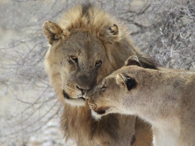 Zwei Löwen kuscheln miteinander - Namibia mit Jugendlichen
