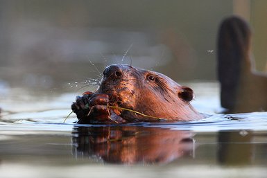 Ein Biber schwimmt im Wasser und hält Gräser mit seinen Vorderpfoten, während er genüsslich frisst.