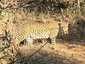 Leopard in natürlicher Umgebung - Südafrika for family - Südafrika mit Kindern erleben