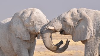 Zwei Elefanten berühren sich verspielt - Namibia Familienurlaub